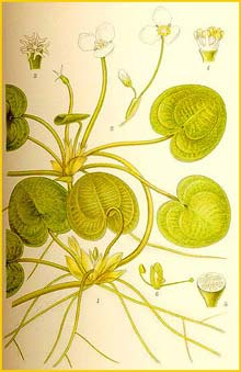   /  ( ydrocharis morsus-ranae ) Atlas der Alpenflora (1882) by Anton Hartinger