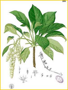 Hymenodictyon sp. Flora de Filipinas 1880-1883 by Francisco Manuel Blanco 