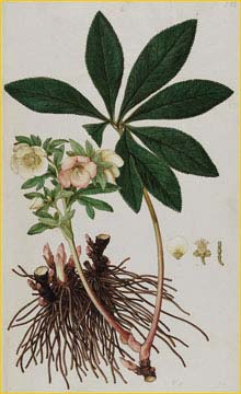   ( elleborus officinalis ) 1795 Ferdinand Bauer