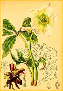   ( Helleborus nigrum ) Atlas der Alpenflora (1882) by Anton Hartinger