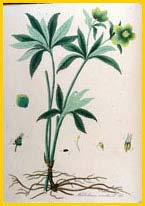   ( elleborus viridis ) Flora batava by Jan Kops Amsterdam, 1822