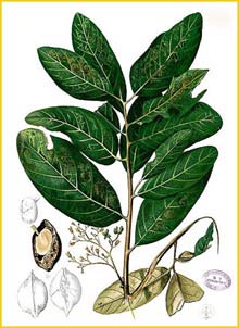   /  ( Heritiera littoralis / minor ) Flora de Filipinas 1880-1883 by Francisco Manuel Blanco