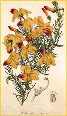   ( Leschenaultia linarioides ) Flore des Serres et des Jardins de l'Europe' (1845-1883) 