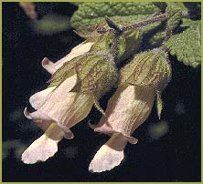     ( Lepechinia calycina )