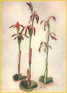   ( Lyperanthus nigricans ) 'West Australian Wildflowers' (1935) Edgar Dell 