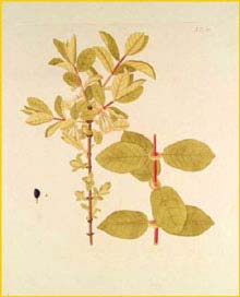   ( Lonicera caerulea ) by Nikolaus Joseph Jacquin 