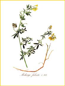   ( Medicago falcata ) Flora batava by Jan Kops Amsterdam, 1822