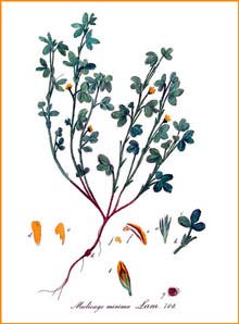   (  Medicago minima ) Flora batava by Jan Kops Amsterdam, 1822