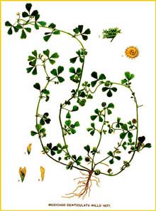   (  Medicago polymorpha ) Flora batava by Jan Kops Amsterdam, 1822