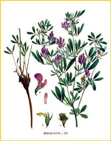   ( Medicago sativa ) Flora batava by Jan Kops Amsterdam, 1822