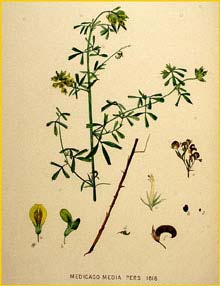   ( Medicago varia ) Flora batava by Jan Kops Amsterdam, 1822
