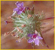   ( Navarretia pubescens )