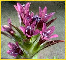   .  ( Navarretia viscidula ssp. purpurea )