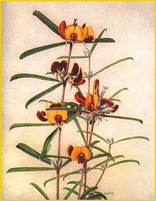   ( Oxylobium capitatum ) 'West Australian Wildflowers' (1935) Edgar Dell