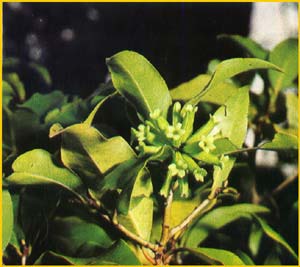    ( Peddiea africana / fischeri )