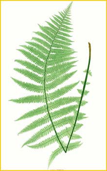   ( Oreopteris / Dryopteris / Thelypteris limbosperma ) The Ferns of Great Britain and Ireland by Thomas Moore 1855  1857