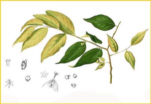   ( Cleistanthus orgyalis ) Flora de Filipinas 1880-1883 by Francisco Manuel Blanco 
