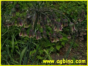 ,  nectaroscordium siculum ssp. bulgaricum