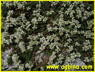 ,  paronychia cephalotes