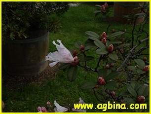 ,  rhododendron formosum