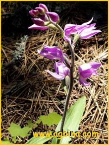    ( Cephalanthera rubra )