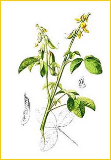   ( Crotalaria incana ) Flora de Filipinas 1880-1883 by Francisco Manuel Blanco 