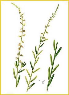   ( Crotalaria montana ) Flora de Filipinas 1880-1883 by Francisco Manuel Blanco