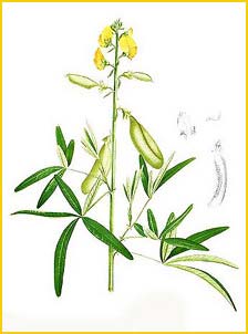   ( Crotalaria quinquefolia ) Flora de Filipinas 1880-1883 by Francisco Manuel Blanco