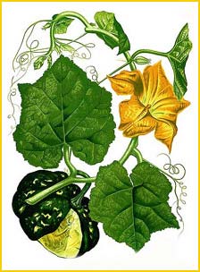   ( ucurbita maxima ) Flora de Filipinas 1880-1883 by Francisco Manuel Blanco 