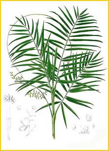   ( Daemonorops mollis ) Flora de Filipinas 1880-1883 by Francisco Manuel Blanco 