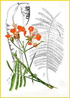   ( Delonix regia ) Flora de Filipinas 1880-1883 by Francisco Manuel Blanco 