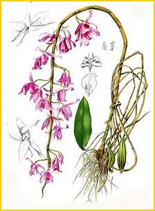   ( Dendrobium anosmum ) Flora de Filipinas 1880-1883 by Francisco Manuel Blanco 