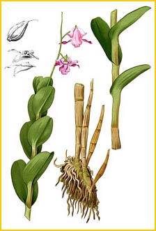  ( Dendrobium taurinum ) Flora de Filipinas 1880-1883 by Francisco Manuel Blanco