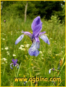   (Iris sibirica)