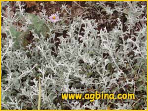   ( Lessingia filaginifolia )
