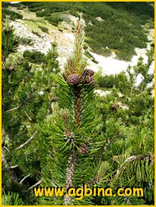  ( Pinus mugo )