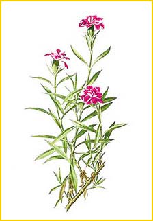    ( Dianthus chinensis ) Flora de Filipinas 1880-1883 by Francisco Manuel Blanco