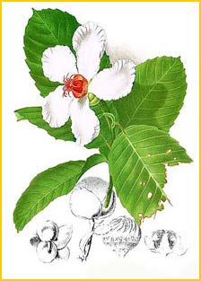   ( Dillenia philippinensis ) Flora de Filipinas 1880-1883 by Francisco Manuel Blanco