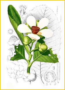   ( Dillenia reifferscheidia ) Flora de Filipinas 1880-1883 by Francisco Manuel Blanco