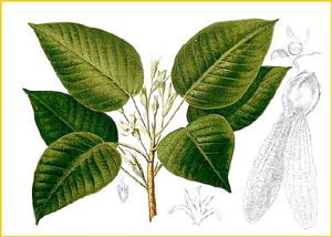    ( Dipterocarpus grandiflorus ) Flora de Filipinas 1880-1883 by Francisco Manuel Blanco