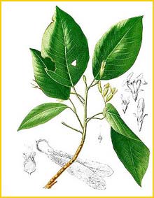    ( Dipterocarpus vernicifluus ) Flora de Filipinas 1880-1883 by Francisco Manuel Blanco