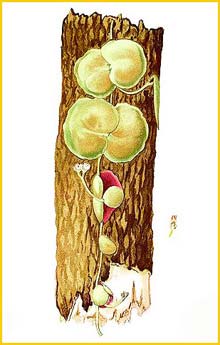  ( Dischidia collyris ) Flora de Filipinas 1880-1883 by Francisco Manuel Blanco