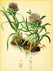    ( Saussurea pygmaea ) Atlas der Alpenflora (1882) by Anton Hartinger