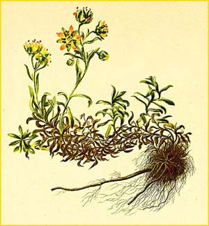   ( Saxifraga aizoides ) Atlas der Alpenflora (1882) by Anton Hartinger