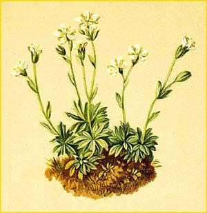   ( Saxifraga androsacea ) Atlas der Alpenflora (1882) by Anton Hartinger