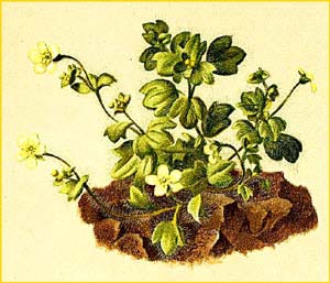   ( Saxifraga arachnoides ) Atlas der Alpenflora (1882) by Anton Hartinger