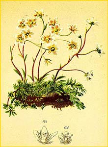   ( Saxifraga aspera ) Atlas der Alpenflora (1882) by Anton Hartinger