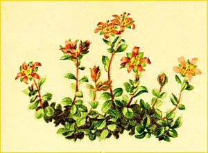   ( Saxifraga biflora ) Atlas der Alpenflora (1882) by Anton Hartinger