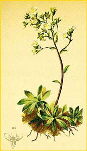   ( Saxifraga brevifolia ) Atlas der Alpenflora (1882) by Anton Hartinger