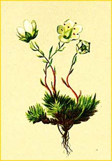   ( Saxifraga bryoides ) Atlas der Alpenflora (1882) by Anton Hartinger